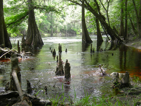 Cypress Tree Swampの写真素材