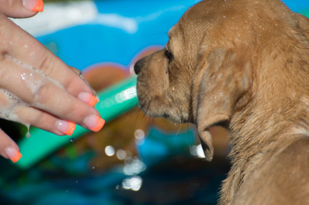 Puppy waiting for bathの写真素材