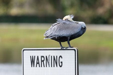 Brown pelican sitting on a warning signの写真素材