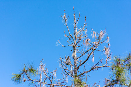 Dead pine tree standing against a blue skyの写真素材