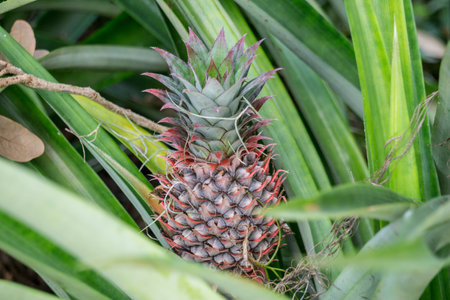 Wild pineapple plant growing in the yard.の写真素材