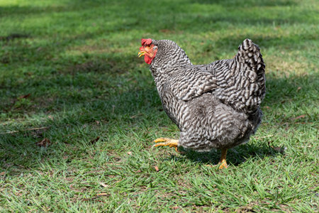 Backyard chicken running across the yard
