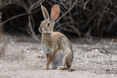 A wild rabbit sitting on the trail