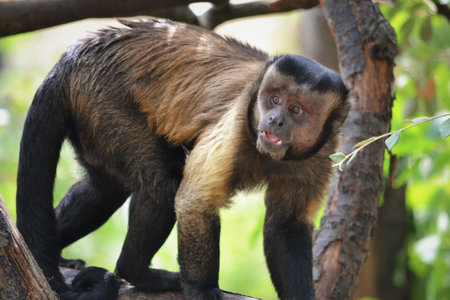 Black-capped capuchin monkeyの写真素材
