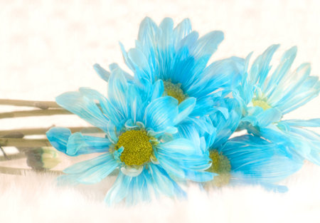 blue daisiesの写真素材