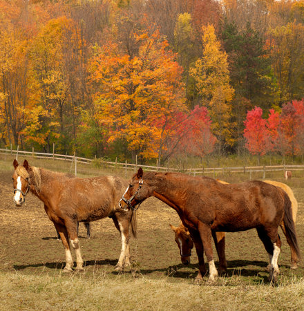 horses out to pasture in autumn の写真素材