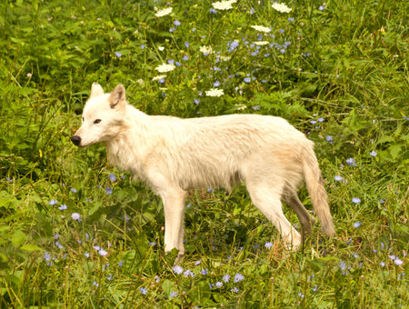 wild grey wolf in a meadow in spring
