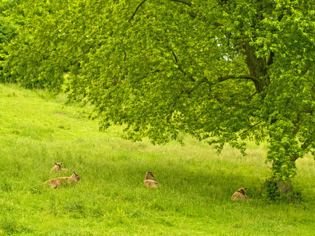 deer resting under big green tree in a meadowの写真素材