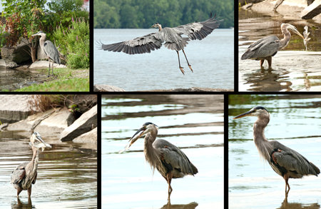 great blue heron, ardea herodias, getting his fish dinnerの写真素材