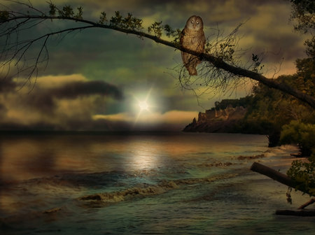 owl on beach in the evening depictionの写真素材