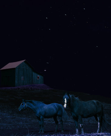 horses on a farm with constellation in the night skyの写真素材