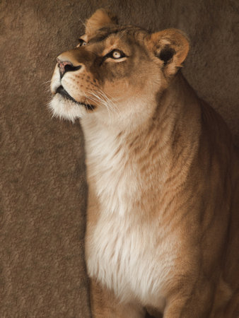 portrait of a beautiful African lionessの写真素材