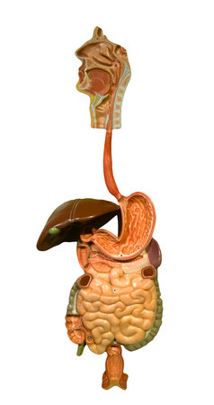 model of the human digestive tract on white backgroundの写真素材