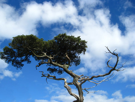 Character Tree