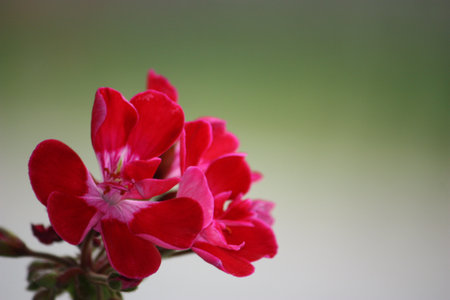 geranium