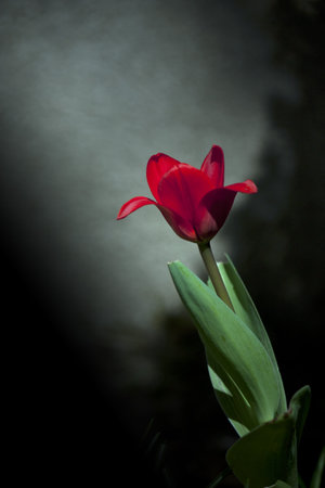 Spring Tulipの写真素材