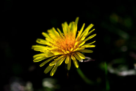 Dandelion
