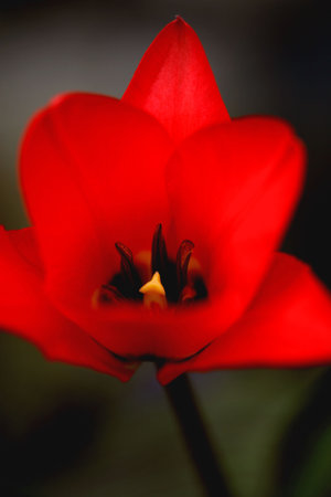 Tulipの写真素材