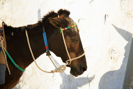 Working donkey taking a rest in Oia Santorini Greeceの写真素材