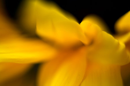 Very close abstract view of a sunflowerの写真素材