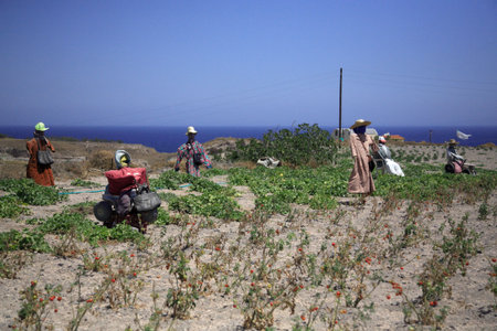 A gathering of scarescrows in Santorini Greeceの写真素材