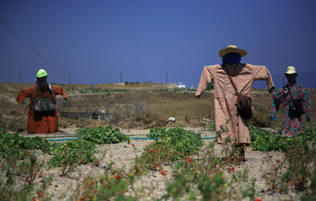 Three scarecrows guarding tomatoes Santorini Icelandの写真素材