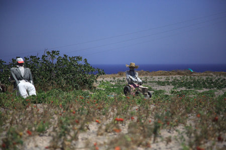 Two scarecrows guarding tomatoes Santorini Greeceの写真素材