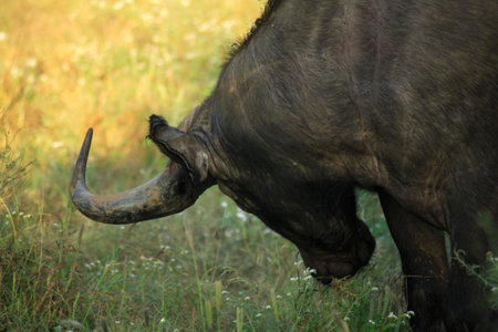 African water buffalo displaying his fierce hornの写真素材