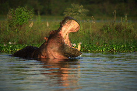 Hippopotamus amphibius showing us who's bossの写真素材