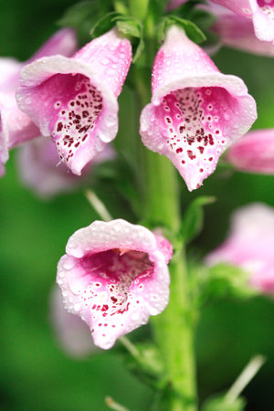 Pink Foxglove after the rainの写真素材