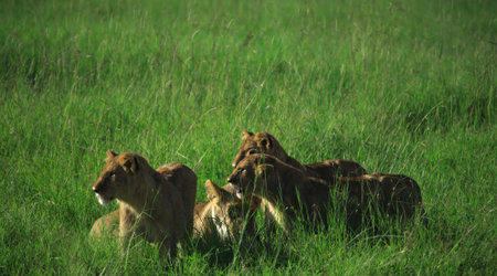 Family of lions - mother and her three cubs in the grassの写真素材