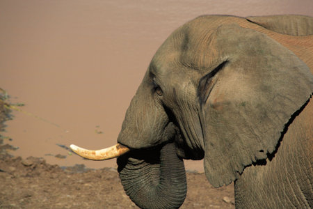 Elephant drinking from a waterholeの写真素材