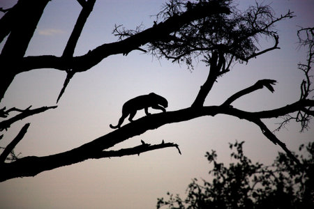 Silhouetted Leopard in a tree at duskの写真素材