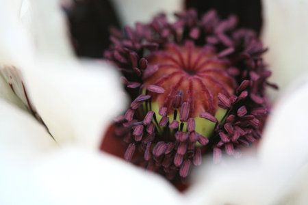 Macro shot of the stamen of a white flowerの写真素材