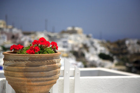 Geranium in a plant pot with a shallow depth of fieldの写真素材