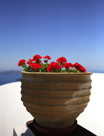 Potted red geranium against a blue sky, Santoriniの写真素材