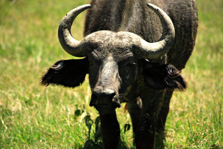 Moody looking Buffalo Kenya Africaの写真素材