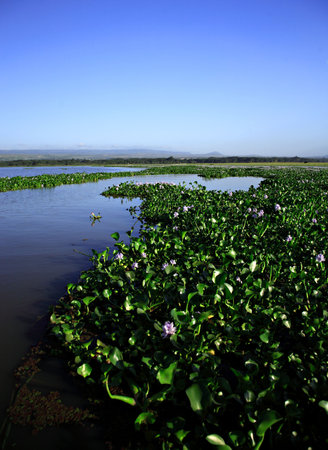 Water Hyacinth on Lake Naivasha Kenya Africaの写真素材