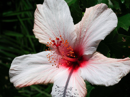 Tropical white and pink hibiscus flowerの写真素材