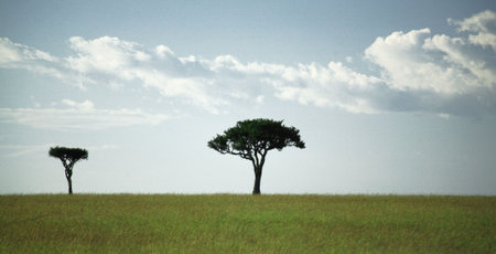 Two trees in the Masai Mara Kenya