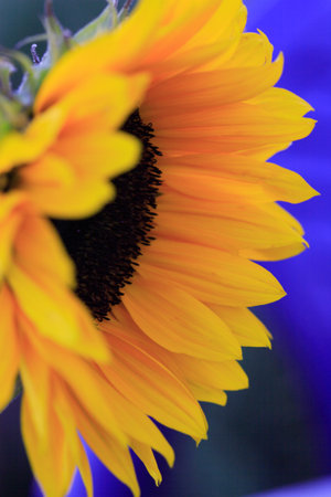 Side view of a lovely yellow sunflowerの写真素材