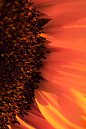 Macro shot or close up of a sunflowerの写真素材
