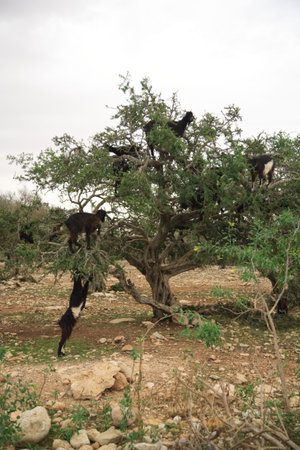 Goats in the tree eating fruit in Moroccoの写真素材