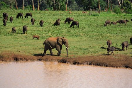 Wildlife at a Treetops waterhole Kenya Africaの写真素材