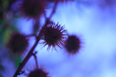 Abstract silhouette of seed pods against a blue backgroundの写真素材