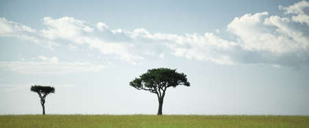 Two trees in the Masai Mara Kenyaの写真素材