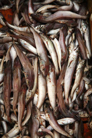 Fresh catch of fish Essaouira harbour Moroccoの写真素材