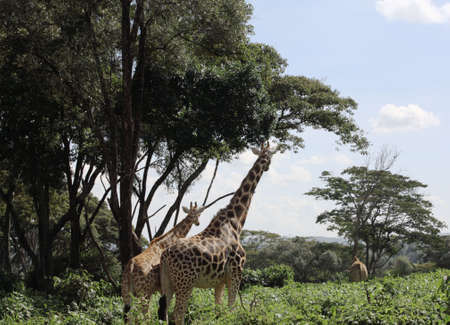Giraffes in Nairobi reserve Kenya Africaの写真素材