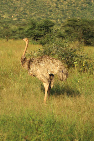 A female ostrich in Samburu Kenya Africaの写真素材