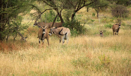 Herd of Gemsbok gazelle Kenya Africaの写真素材